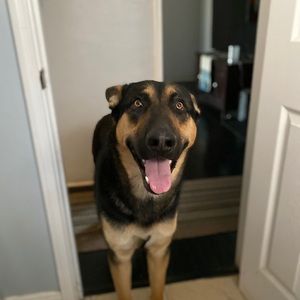 Meet your Posher, Alfredo